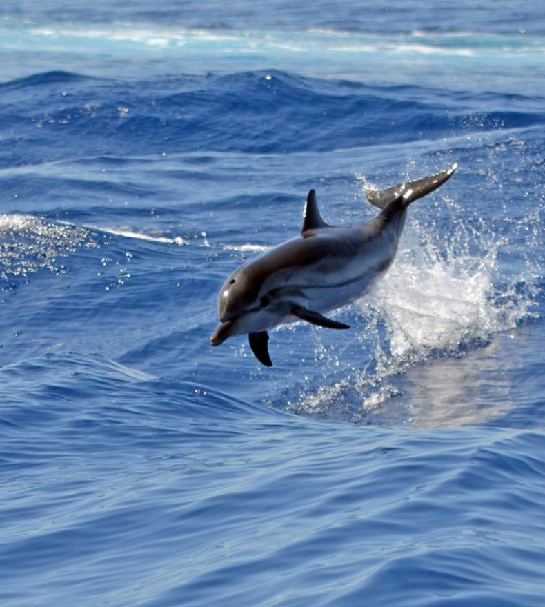 A dolphin jumps out of the water in the ocean.