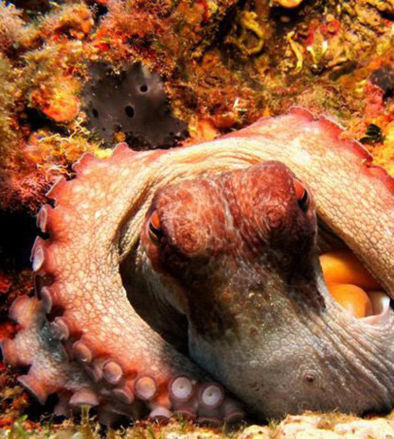 Octopus hidden among colorful coral on the seabed.