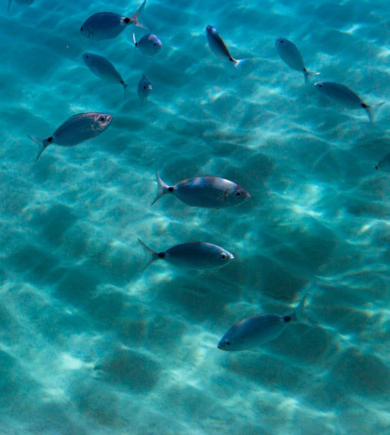 Fish swimming in crystal-clear waters.