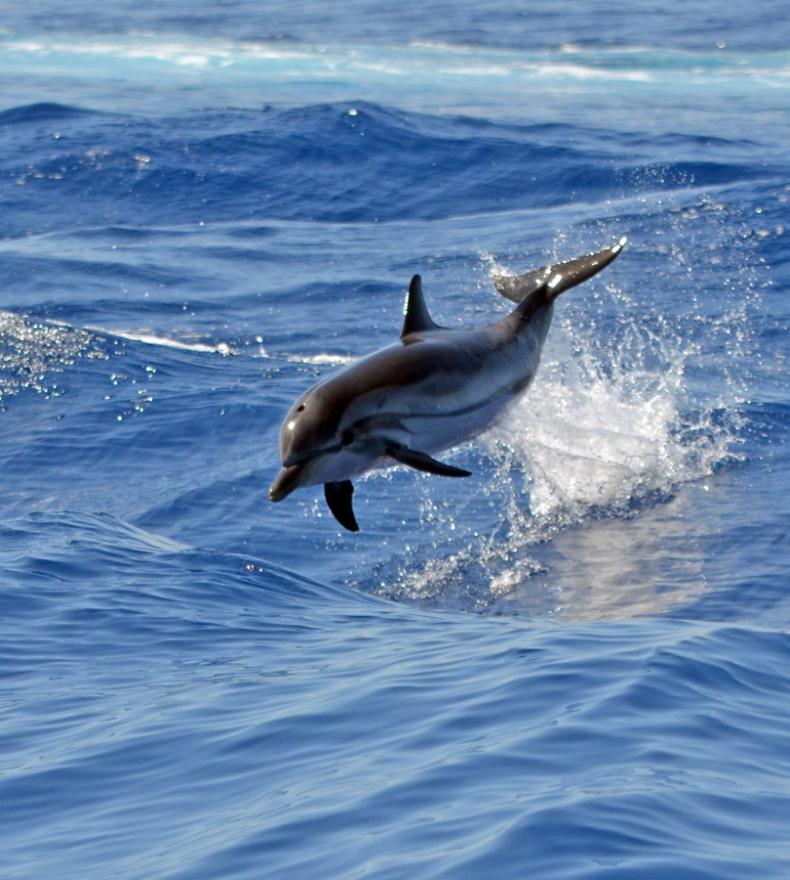 Ein Delfin springt aus dem Wasser mitten im Ozean.